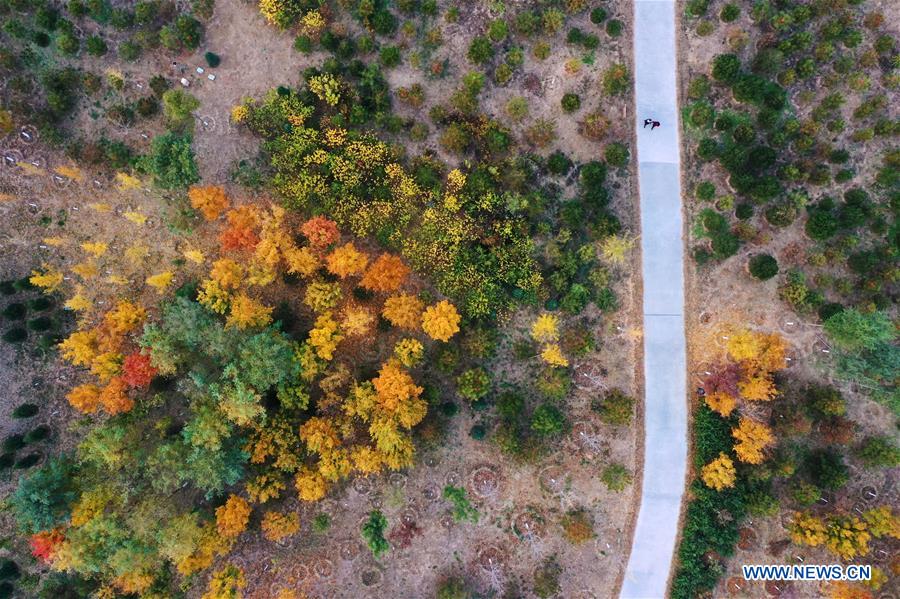 CHINA-HEBEI-XIONGAN-FOREST-AERIAL VIEW