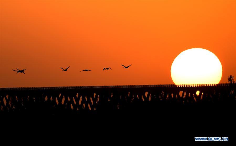 CHINA-HENAN-SANMENXIA-WHITE SWANS (CN)