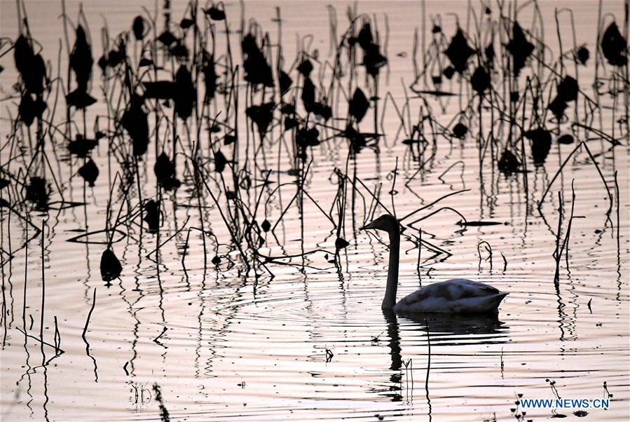 CHINA-HENAN-SANMENXIA-WHITE SWANS (CN)