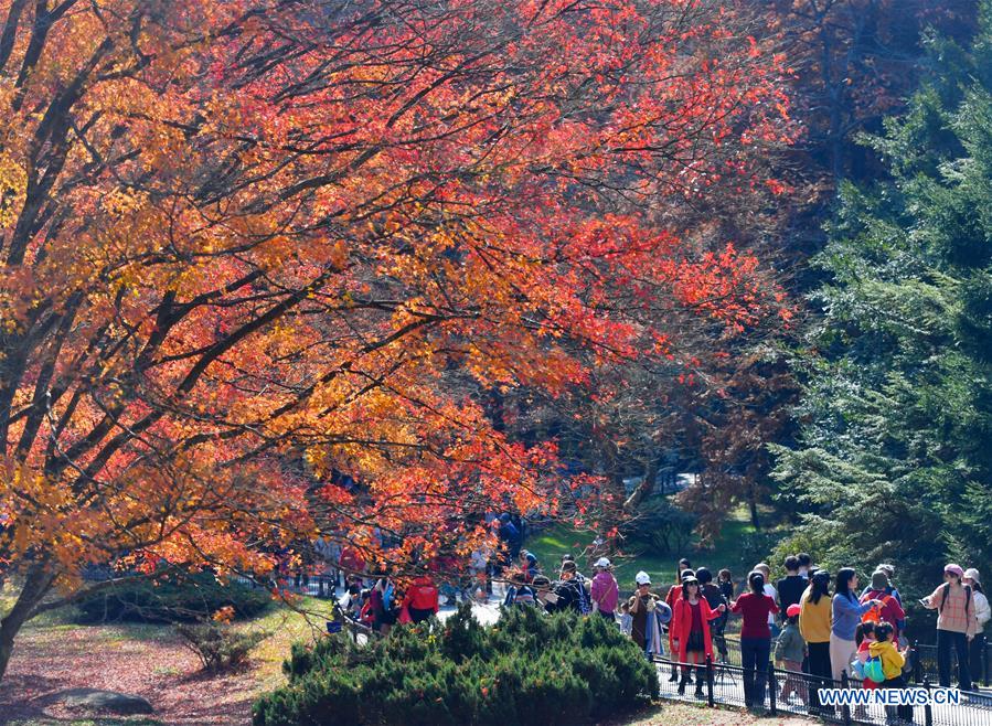 CHINA-JIANGXI-LUSHAN-MAPLE LEAVES (CN)