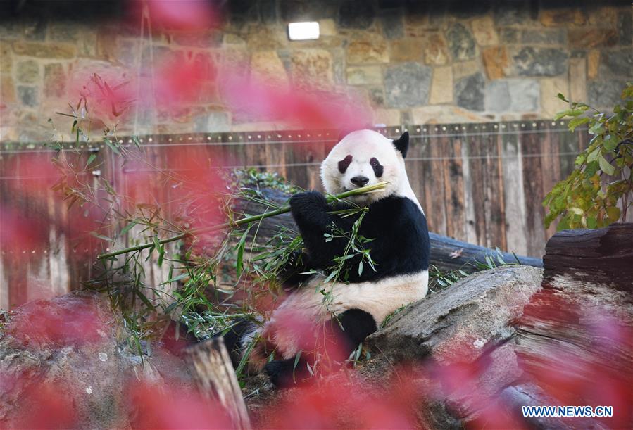 U.S.-WASHINGTON D.C.-CHINA-GIANT PANDA BEI BEI-DEPARTURE