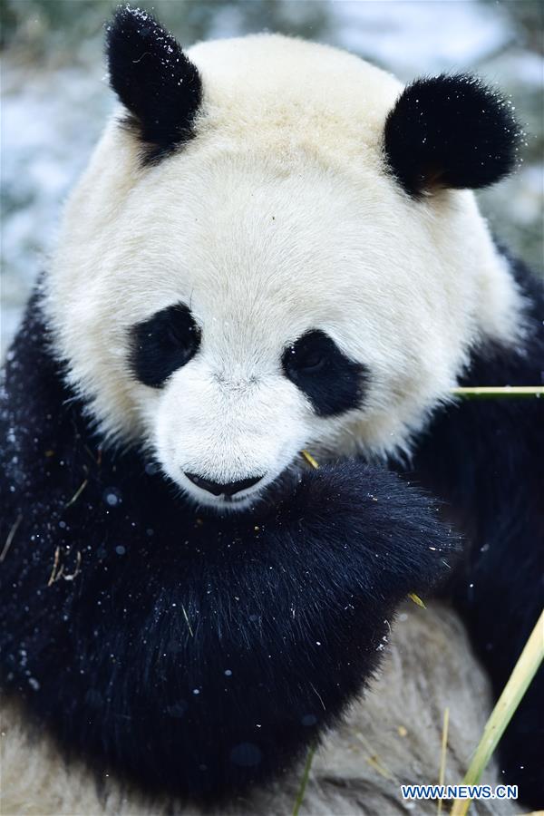 CHINA-QINGHAI-XINING-GIANT PANDA-SNOW (CN)