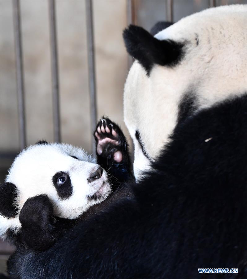 CHINA-SHAANXI-QINLING-GIANT PANDA KINDERGARTEN