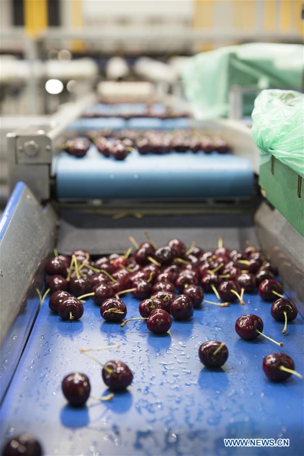 AUSTRALIA-YOUNG-CHERRY-EXPORT TRADE