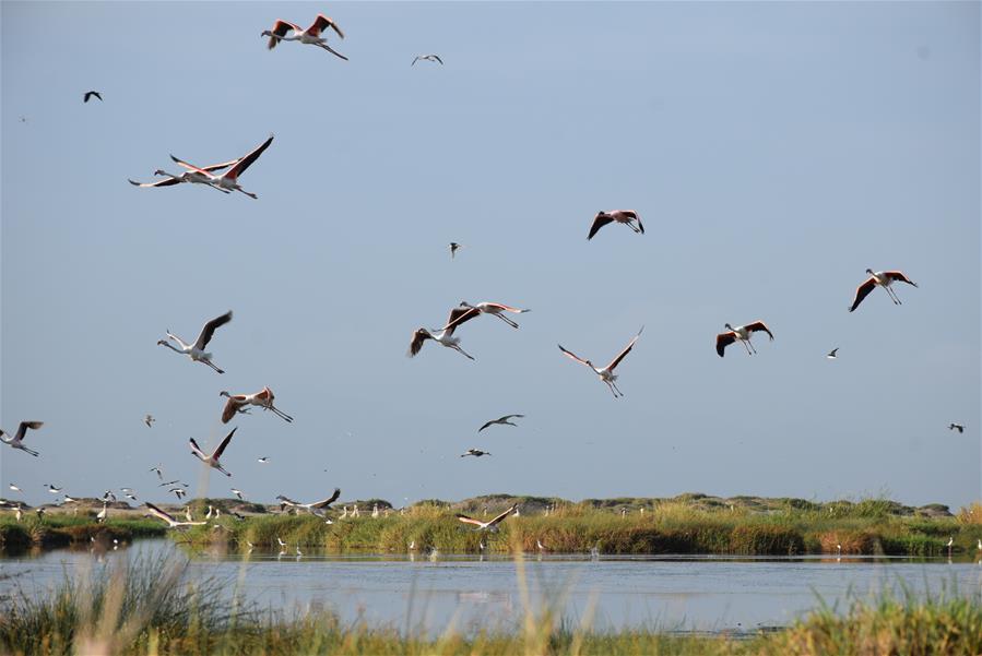 YEMEN-ADEN-NATURE RESERVE