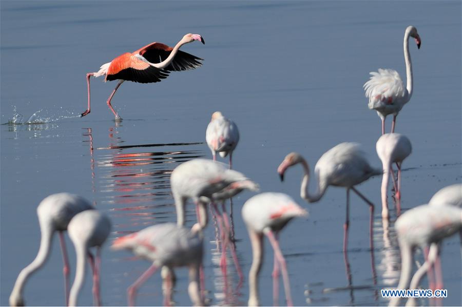 KUWAIT-KUWAIT CITY-BIRDS