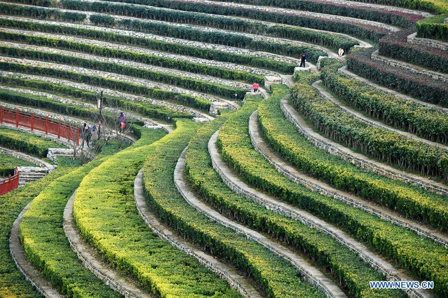 GUIZHOU-BIJIE-SCENERY-TERRACED FIELDS (CN)