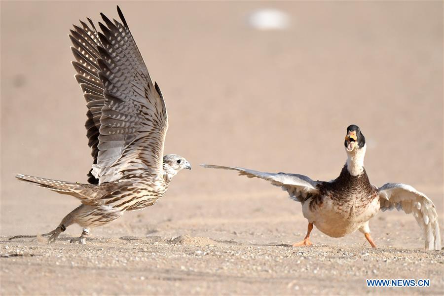 KUWAIT-JAHRA GOVERNORATE-FALCON TRAINING SHOW