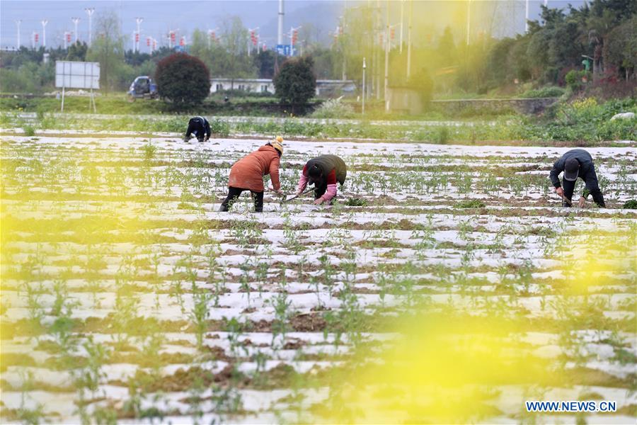 #CHINA-SPRING-FARMING (CN)