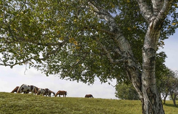 In pics: Wulan Butong Grassland in north China's Inner Mongolia