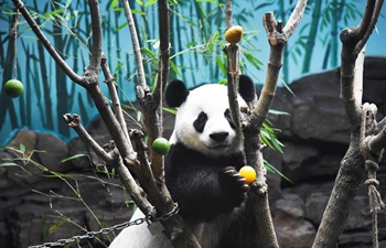 Jinan Wildlife World helps giant panda cool off in summer