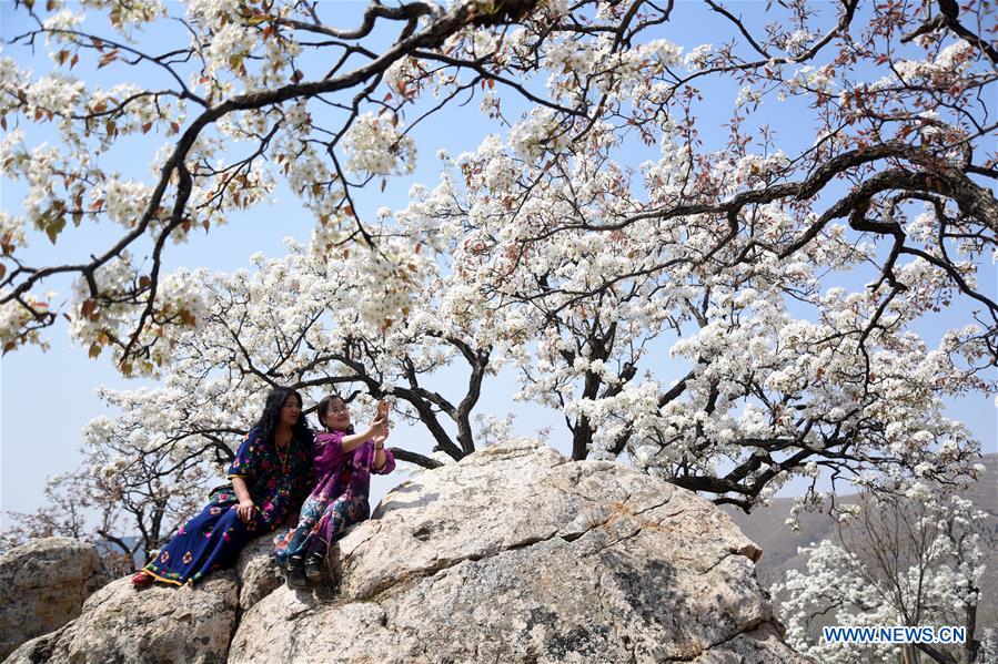 #CHINA-SPRING-LEISURE-FLOWER (CN)