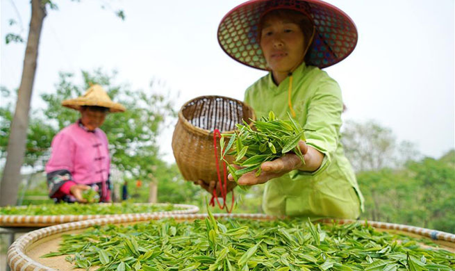 Tea planting lifts villagers out of poverty in north China's Hebei