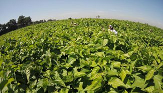 Mulberry leaf tea processed in north China's Hebei