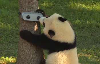 The "panda romance" between China and the United States