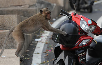 Naughty monkeys in east Thailand's tourist area