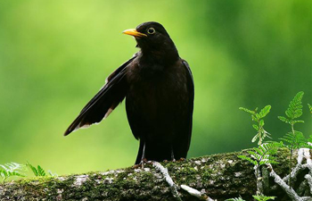 In pics: birds in Xihu park in SE China's Fujian