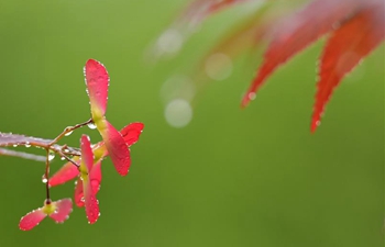 Scenery of maple leaves in Enshi, central China's Hubei