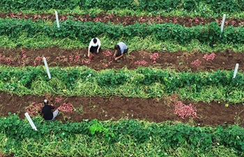 In pics: harvest season in China