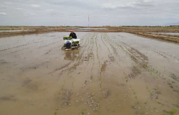 China Focus: China starts planting 6,667 hectares of rice in saline-alkali soil