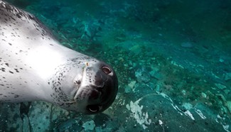 Naughty seal caught on camera