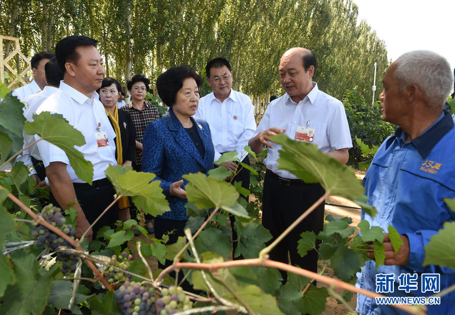 8月9日，中共中央政治局委員、中央統(tǒng)戰(zhàn)部部長、中央代表團副團長孫春蘭率中央代表團三分團，先后赴內(nèi)蒙古自治區(qū)烏海市、阿拉善盟看望各族干部群眾。這是孫春蘭在烏海市漢森酒業(yè)集團的葡萄種植園了解葡萄種植情況。新華社記者 任軍川 攝