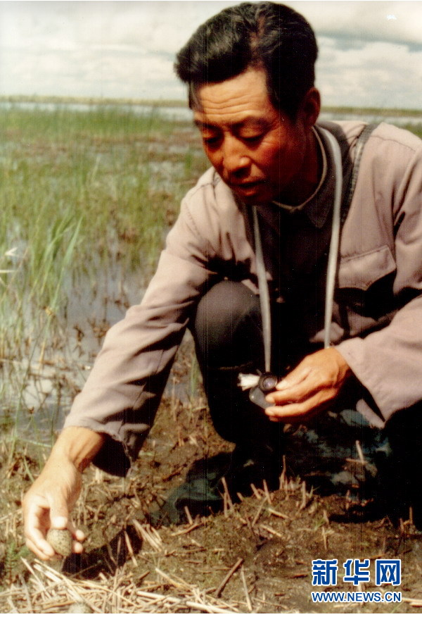 （圖文互動·新華全媒頭條）（4）一家人與一群鶴的生死相守