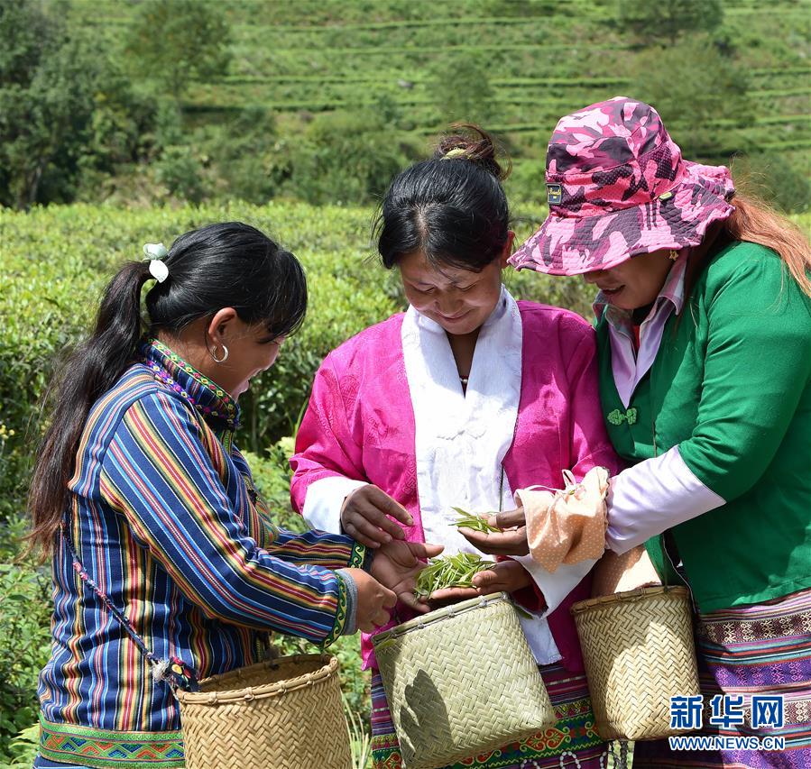 （經濟）（2） 西藏墨脫：茶業(yè)變成致富“金葉”