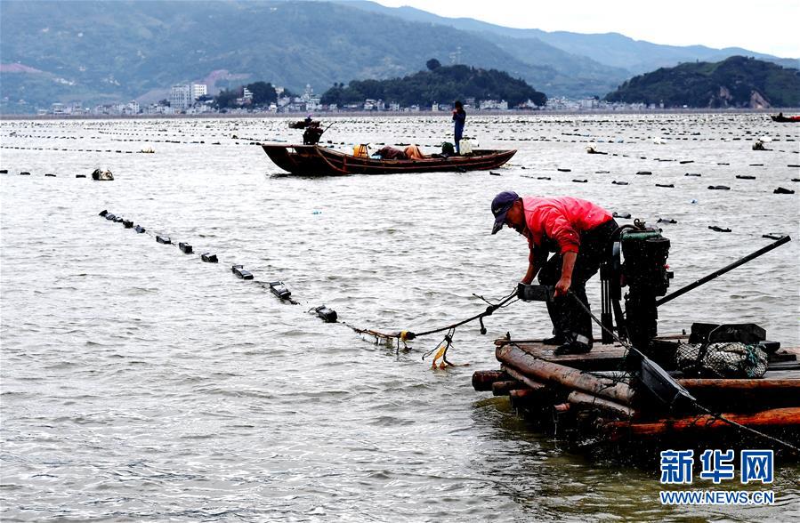 （經(jīng)濟）（1）福建霞浦：漁民海上忙冬播 