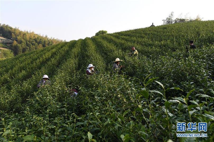 （兩會前夕看落實·圖文互動）（5）綠色發(fā)展引領(lǐng) 守護“魚米之鄉(xiāng)”——江蘇落實習(xí)近平總書記全國兩會重要講話精神紀(jì)實