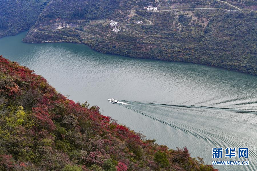 （新華全媒頭條·圖文互動）（14）待到滿山紅葉時——三峽重慶庫區(qū)踐行新發(fā)展理念面面觀