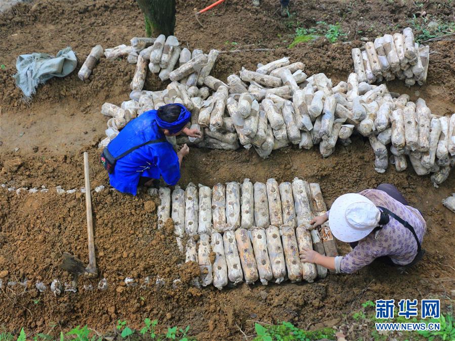 （決戰(zhàn)決勝脫貧攻堅(jiān)·圖文互動(dòng)）（1）問林下要地 助“新市民”就業(yè)增收