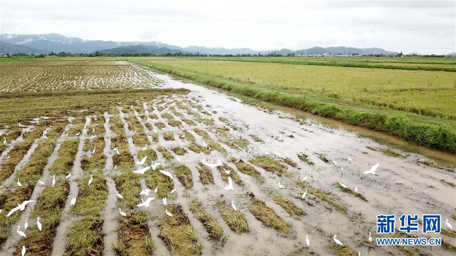 （經(jīng)濟）（3）廣東江門海水稻迎來收獲季