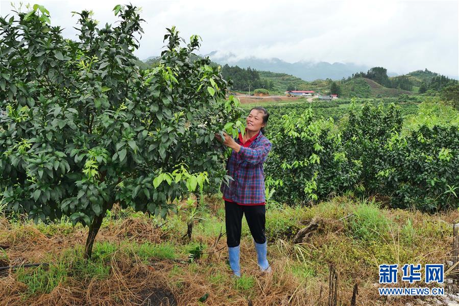 （決戰(zhàn)決勝脫貧攻堅(jiān)·圖文互動(dòng)）（10）同飲一江水 攜手“斬窮根”——深圳對(duì)口廣西河池、百色扶貧協(xié)作見聞