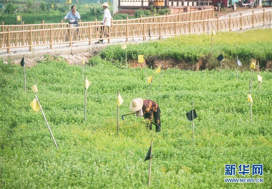 （新華全媒頭條·走向我們的小康生活·圖文互動）（9）特殊之年，荊楚大地書寫不平凡的答卷