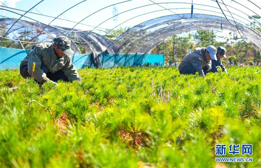 （在習近平新時代中國特色社會主義思想指引下——新時代新作為新篇章·習近平總書記關(guān)切事·圖文互動）（8）綠意，在黃沙中鋪展——我國防沙治沙紀實