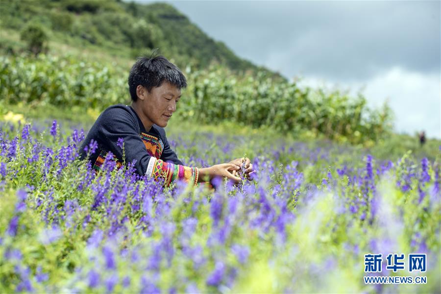 （鄉(xiāng)村振興·圖文互動）（6）涼山深處有“黃金”