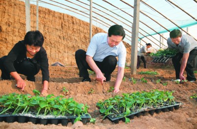 安徽書記張寶順下鄉(xiāng)蹲點(diǎn) 與農(nóng)民同插黃瓜秧