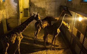 武漢動物園動物愜意過冬