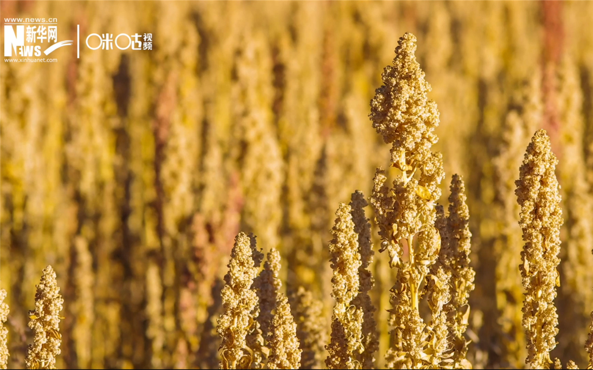 藜麥有極強(qiáng)的環(huán)境適應(yīng)能力和低成本、高回報的種植模式