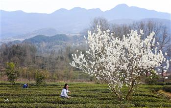 茶園春色