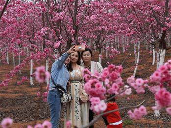 櫻花漫山，一份14年的等待