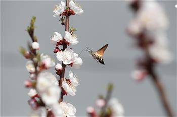 蜂鳥(niǎo)鷹蛾戲花忙